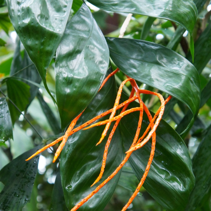 Pacaya palm or chamaedorea tepejilote orange plant